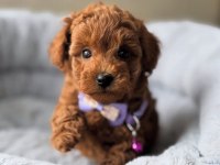 TOY POODLE SEVİMLİ YAVRULAR