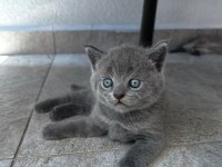 Evde büyüyen sağlıklı Scottish Fold