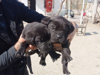 Cane Corso Yavrularımız Yeni Ailesini Arıyor