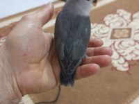 Ele Alıştırmalık Sevda Papağanı