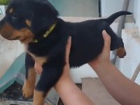 Rottweiler yavrular