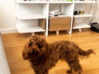 Teacup Poodle Dışı Yetişkin Prenses