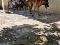 Belçika malinois A kalite yavrular