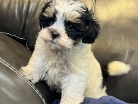 Mükemmel kalite shih tzu uygun isteyene