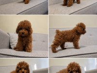 2 Erkek 1 Dişi Toy Poodle İzmir