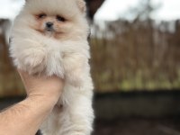 Sağlık Ve Irk Garantili Pomeranian Boo Yavrularımız