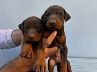 ORJİNAL DOBERMAN YAVRULAR