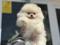 Petmode köpek çiftliğinden teddy face pomeranian