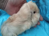 Yeni guinea pig yavrularımızı görmeden Karar vermeyin