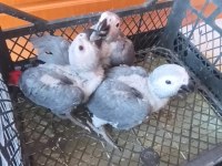 Jako papağanı yavrularımız yeni ailelerine gitmeye hazır