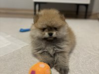 2 Aylık Pomeranian Boo Yavru Erkek