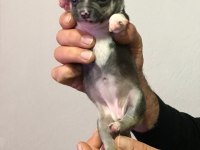 Mükemmel bebeklerimiz chihuahua