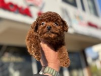 Petmode köpek çiftliğinden tea cup kore poodle