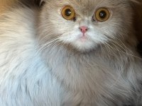 Scottish fold ve british shorthair