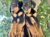Doberman Yavrularımız Bursa Türkiye Tüm İller