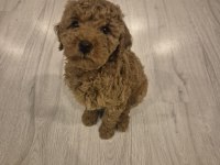 SAKARYA BABY FACE DİŞİ BEBEK POODLE