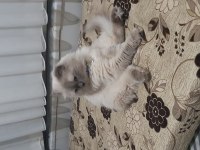 Ücretsiz erkek kedimiz 3 yaşında