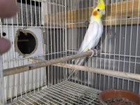 Albinodan Gelme Lutino Kırmızı Göz Erkek Sultan Papağanı