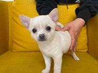 Gri özel renk mini boy elma kafa chihuahualar