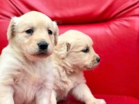 Golden retriever yavrularımız