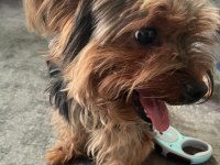 Yorkshire terrier pablo yuva arıyor