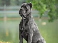 Gri ve Siyahın En güzel tonu Cane Corso Bebekler