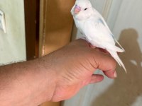 29 GÜNLÜK KONUŞTURMALIK BEBEK MUHABBET KUŞU