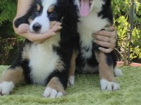 A KALİTE BERNESE MOUNTAİN DOG YAVRULAR