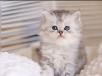 British longhair yavrularım sahiplerini bekliyor