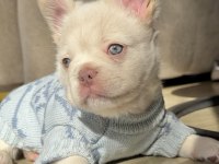 TR de TEK ORJİNAL FLUFFY FRENCH BULLDOG YAVRULAR