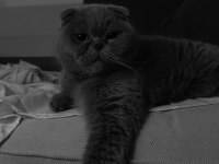 Lesley 6 Yaşında Dişi Scottish Fold Ücretsiz