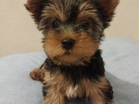 3 aylık yorkshire terrier