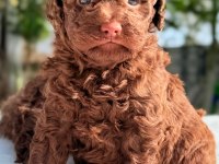 CHOCOLATE TOY POODLE YAVRULAR