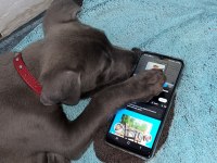 Cane Corso Yavrusu 2 Aylık
