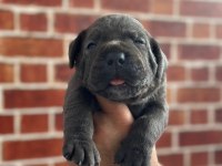 Dev Cane Corso Yavrular