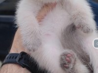 British shorthair kedisi