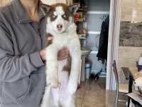 Husky Sibirya kurdu