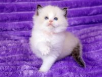 Bebek Surat Ragdoll güzeli