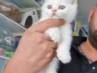 2 aylık dişi bebekler