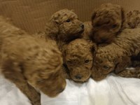 Poodle yavrucuklar