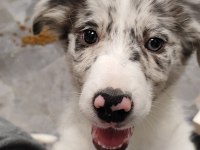 Fcı Kıf Şecereli Evraklı Blue merle dişi border collie