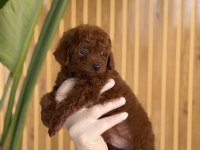 REFERANS YAVRU POODLE