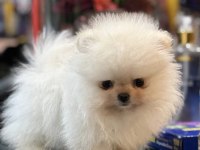 Yurtdışı pasaportlu Pomeranian yavrular