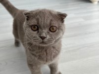 4 aylık safkan british kedimiz