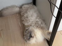 Erkek scottish bluepoint longhair