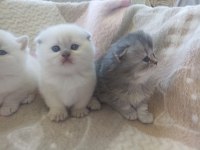 1 aylık safkan scottish fold yavrular