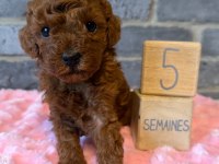 WC EĞİTİMLİ EV ORTAMINA UYGUN POODLE BEBEKLER