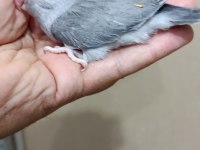 Siyah erkek forpus papağanı