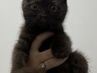Çikolata scottish fold erkek