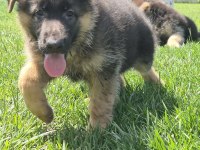 ŞECERELİ ALMAN ÇOBAN KÖPEĞİ YAVRULARI ISTANBUL